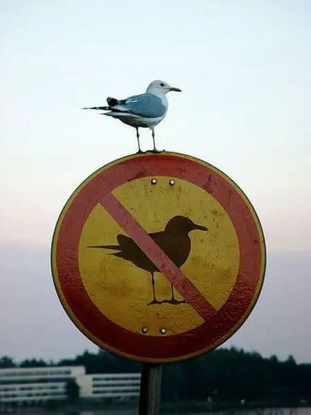Bird on a no-bird sign