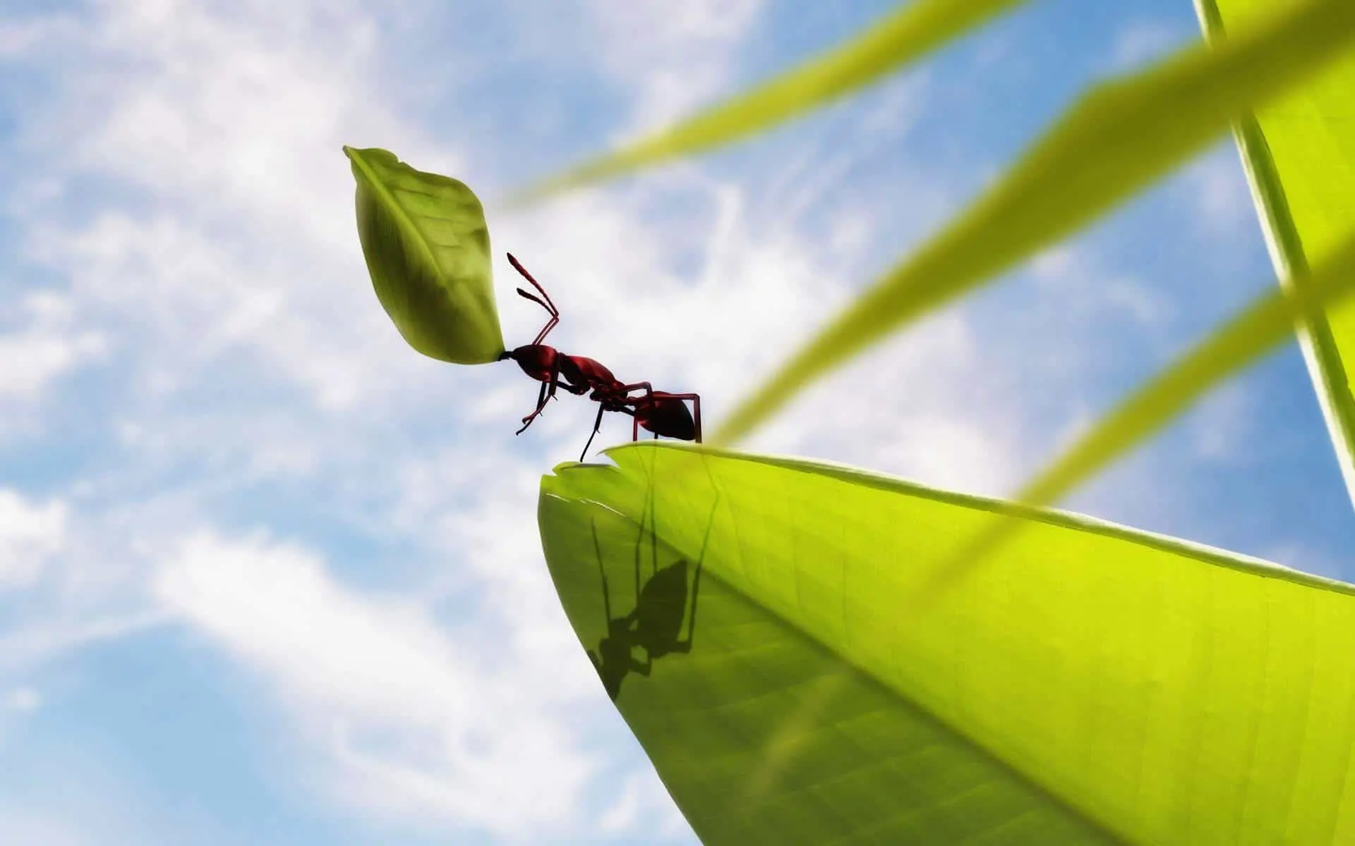 Working ant fable, parable